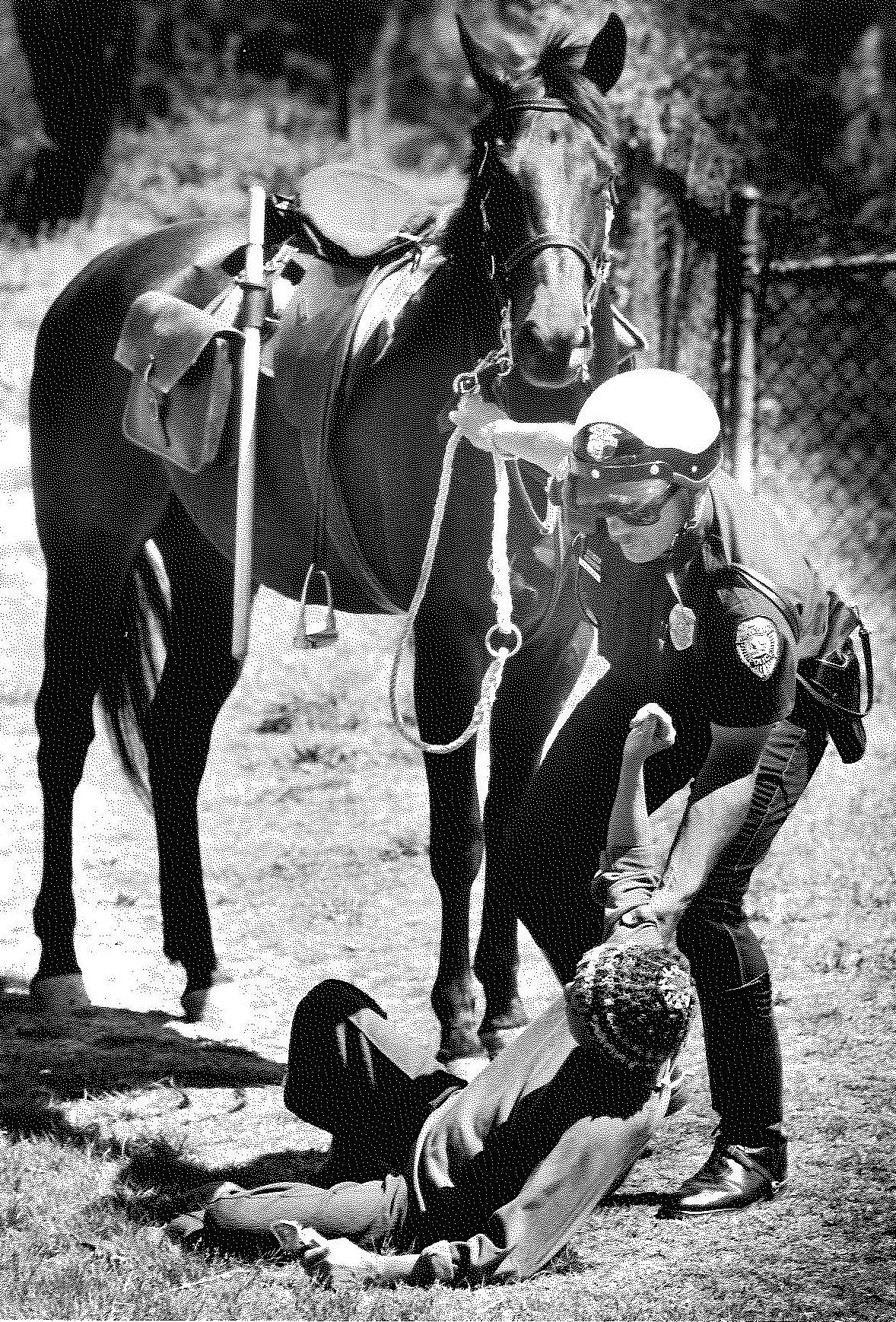 Police horses